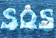 Polar Bears - This might be their final message to us.