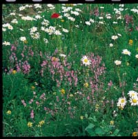 wild flowers - wild flowers