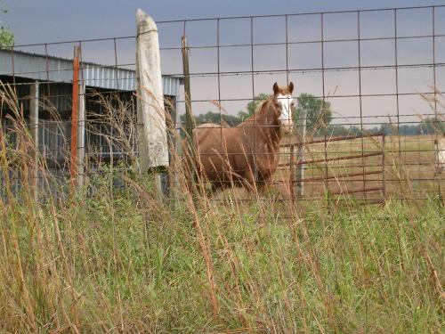 Horse in Goddard, KS - Horse on farm in Goddard, KS.