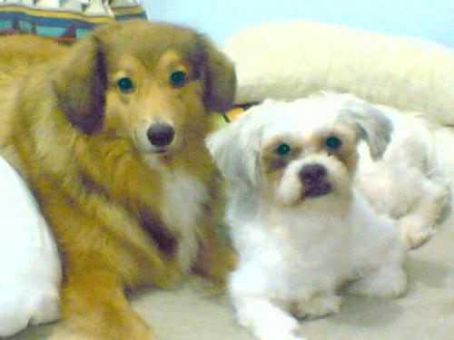 my dogs - may favorite dogs