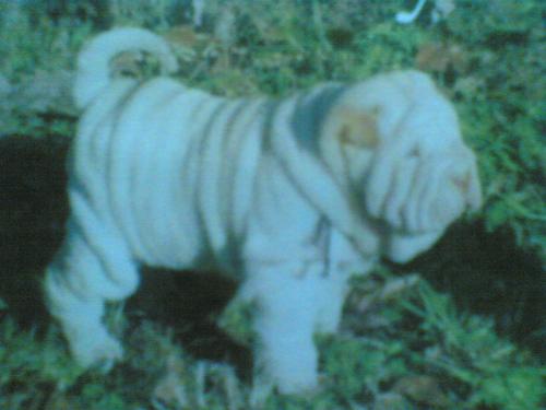 wrinkled - chinese sharpei