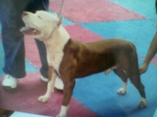 pitbull - harley