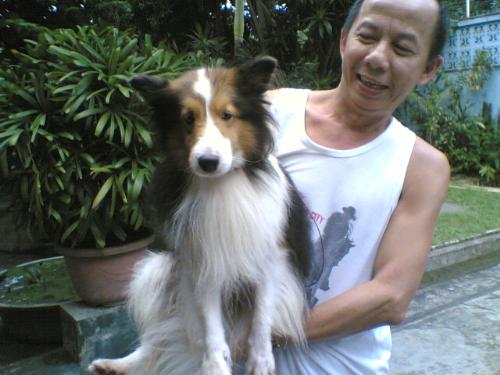 shetland sheepdog - male shetland sheepdog