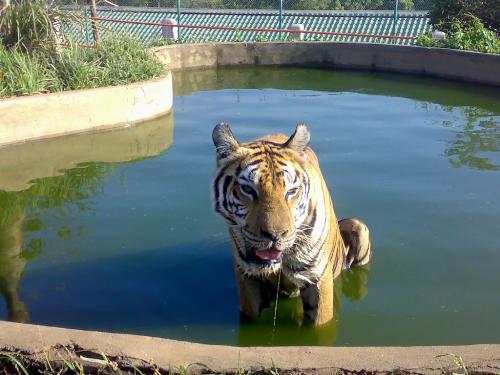 tiger - zoobic zafari