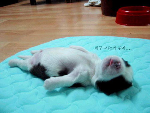 A dog is sleeping... - A dog is sleeping...  It is very funny.