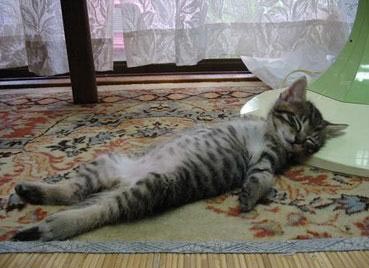 A cat is sleeping... - A cat is sleeping. It is very funny.