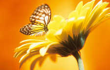 a butterfly  - a butterfly