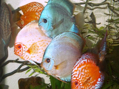 Group of Discus - Group of discus