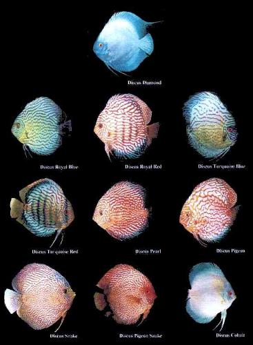 Discus Strain Catalogue - Discus Catalogue