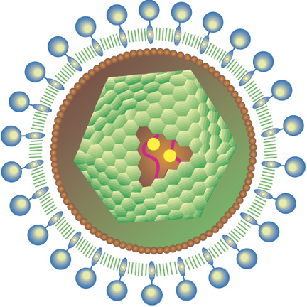HIV virus - HIV virus...beautiful virus.