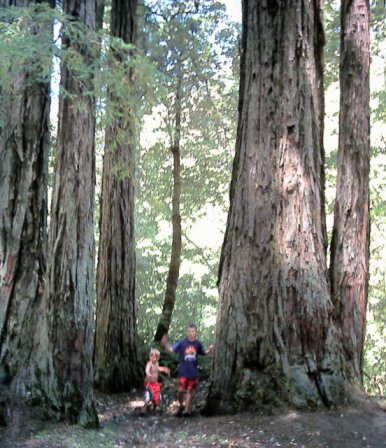 Gualala - Buckeye Creek