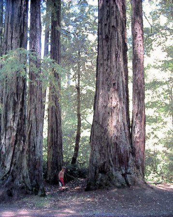 Gualala - Buckeye Creek