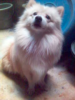My Baby Joei.. - This photo is taken at home, in our backyard..  Joei is just eyeing at someone..