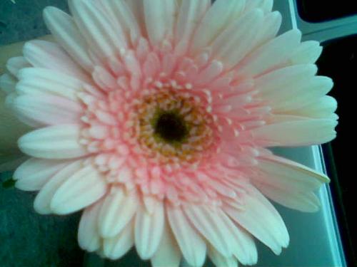 flower - This is a photograph of a flower I got from Dangwa. Dangwa is a local street here in the Philippines where everyone seems to sell flowers. It is like a street full of flower shops! So you'd get to see all sorts of different flowers! Haha.   I got this lovely flower from there. My friend bought it for me as a souvenir since it was my first time in Dangwa. Isn't it lovely? I don't know what's the name of this flower. I took it using my mobile phone's camera. haha.