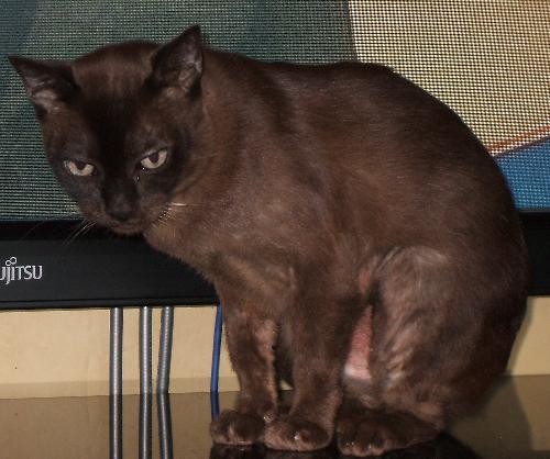 Zack the Cat - Zack the cat is my brothers cat I am the replacement staff when they go out of town, Zack doesn't like having his picture taken
