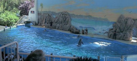 My picure of a dolfin show. - Just look at them turn!