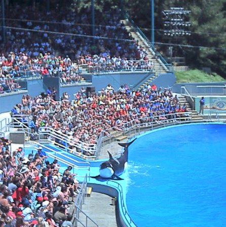 My picure of a dolfin show. - Just look at them turn!