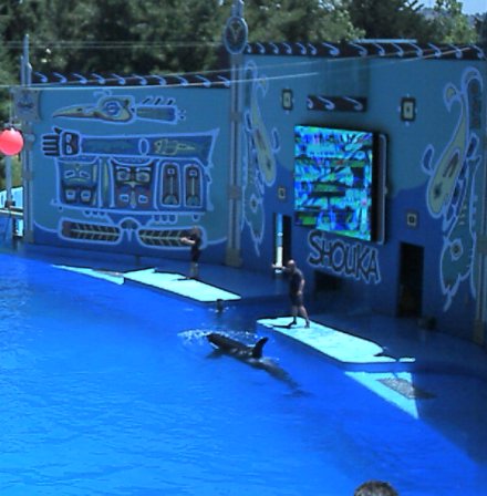 My picure of a dolfin show. - Just look at them turn!