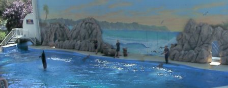 My picure of a dolfin show. - Just look at them turn!