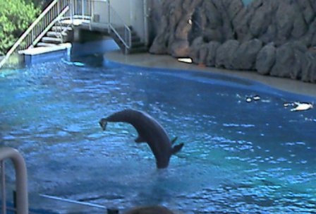 My picure of a dolfin show. - Just look at them turn!