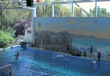 My picure of a dolfin show. - Just look at them turn!