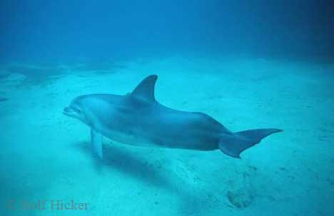 Some photos by rolf. - look at them swim. ANd these are wild dolfins.