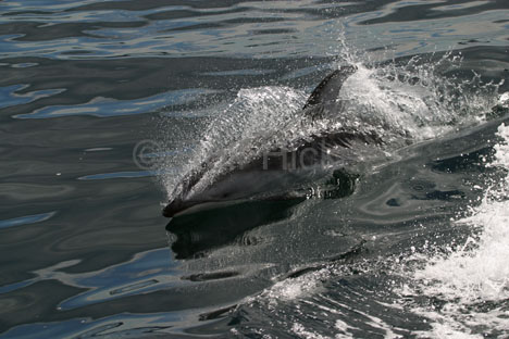 Some photos by rolf. - look at them swim. ANd these are wild dolfins.