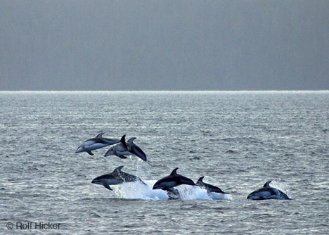 Some photos by rolf. - look at them swim. ANd these are wild dolfins.