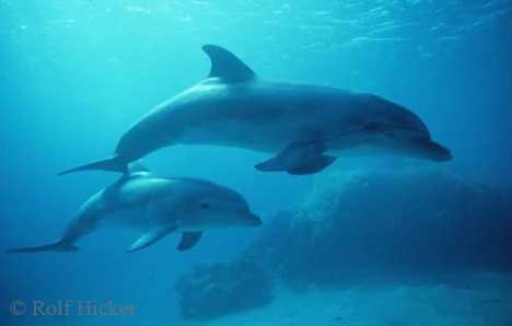 Some photos by rolf. - look at them swim. ANd these are wild dolfins.