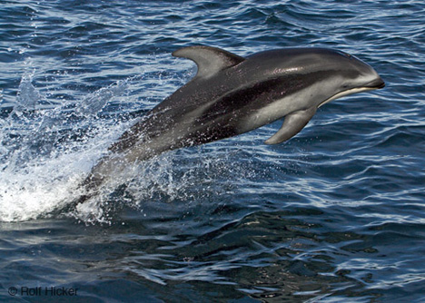 Some photos by rolf. - look at them swim. ANd these are wild dolfins.