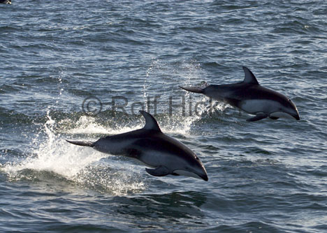 Some photos by rolf. - look at them swim. ANd these are wild dolfins.
