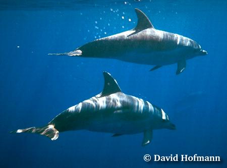 Some great pictures of dolppins - look at them swim. Some are wild some are not!