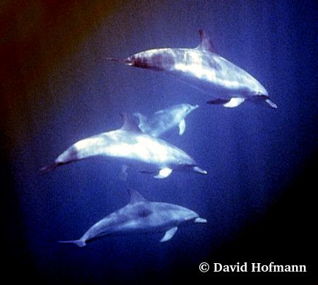 Some great pictures of dolppins - look at them swim. Some are wild some are not!