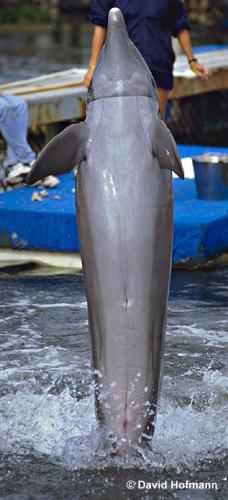 Some great pictures of dolppins - look at them swim. Some are wild some are not!