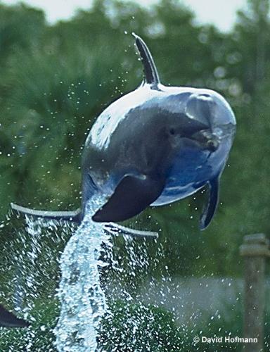 Some great pictures of dolppins - look at them swim. Some are wild some are not!