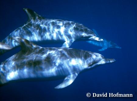 Some great pictures of dolppins - look at them swim. Some are wild some are not!