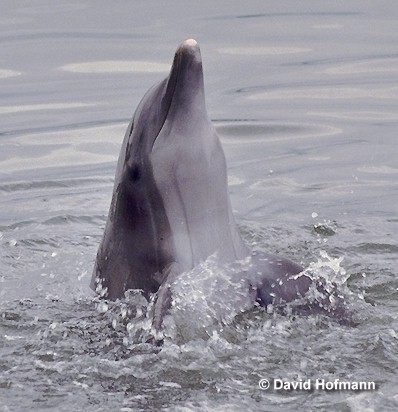 Some great pictures of dolppins - look at them swim. Some are wild some are not!