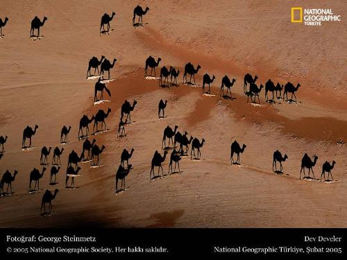 shadows - shadows and camels, walking shadows