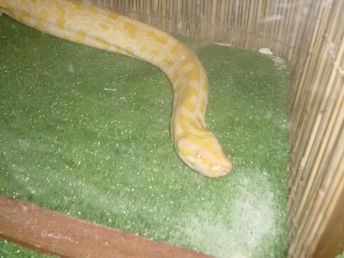 Burmese Python - This is payapu, She is just 18 months old weighing 115 Kgs. She is very sober and friendly