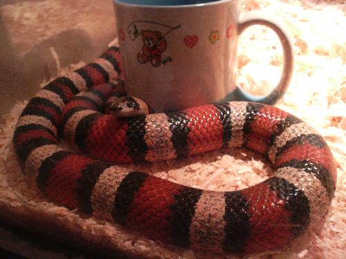 Colorful corn snake - A non venomous corn snake