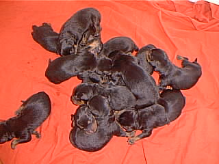 Puppies - these are my babys puppies 13 little bundles of joy!!