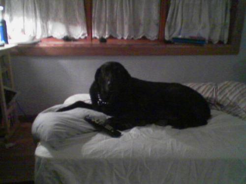 King Reggie - Here is a photo of my spoiled black lab, King Reggie, lying in his bed (an actual mattress) with the remote in his hand. He is so spoiled.