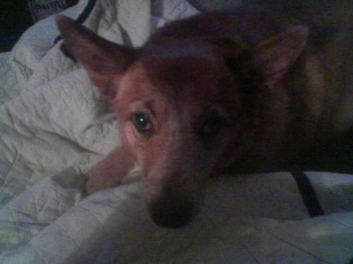 Blue the Blind - This is a picture of my Australian Cattle Dog/Dingo mix named Blue. We just recently found out she is going blind, well, almost completely blind now. I still love her like my baby though!