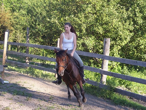sheilana and silk - horse sheilana and silk - horse