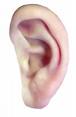Big Ear - ACK! do you get ringing in your ears too? so annoying, hard to concentrate...what do you do to cope with it? Big Ear - ACK! do you get ringing in your ears too? so annoying, hard to concentrate...what do you do to cope with it?