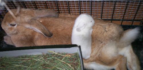 Mom and Baby Rabbit - The mom had her baby rabbits and are taking very good care of them. They are crawling out of there nest and resting with there mom now. She seems so content.