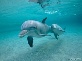 I Love Dolphins - I think dolphins are the most amazing creatures on this earth. I dont know why but m totally in love with them.. They are just so lovable and have this most amzing tendency to bond with humans...the sounds they make are like gentle calls of love..