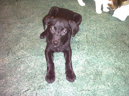 Our little diesel - here is our labradinger (labrador/springer spaniel) at about 10 weeks old