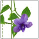 flower - if you are a woman, you may be like one kind or some kinds of flowers.
