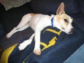 Dharma - Dharma is chilling on my Michigan blanket Dharma - Dharma is chilling on my Michigan blanket